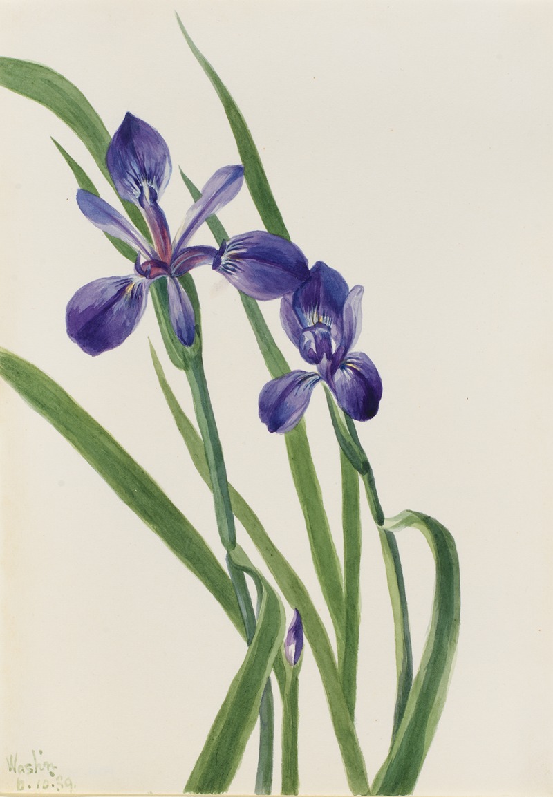 Mary Vaux Walcott - Iris (Iris species)