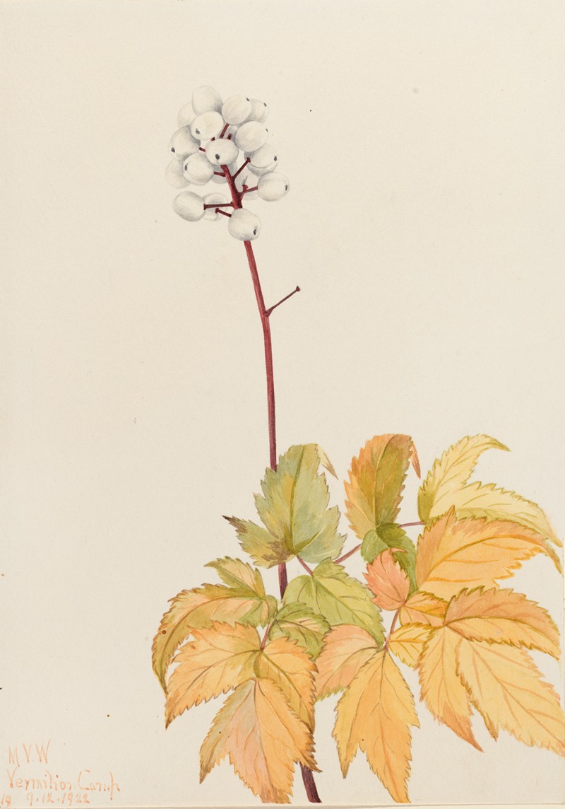 Mary Vaux Walcott - Ivory Baneberry (Actaea arguta)