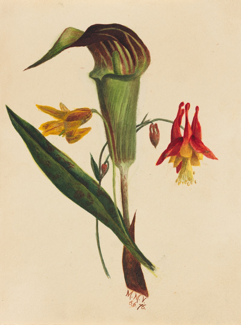 Mary Vaux Walcott - Jack in the Pulpit