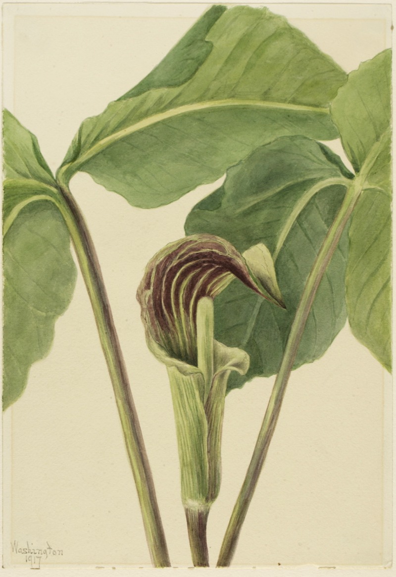Mary Vaux Walcott - Jack-in-the-pulpit (Arisaema triphyllum)