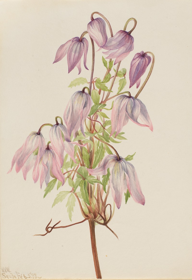 Mary Vaux Walcott - Jicarilla (Clematis pseudoalpina)