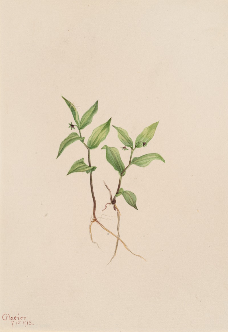 Mary Vaux Walcott - Kruhsea (Kruhsea streptopoides)