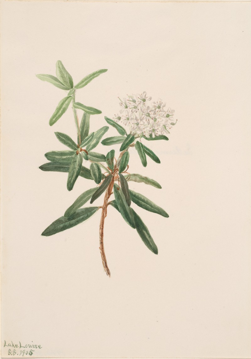 Mary Vaux Walcott - Labrador Tea (Ledum groenlandicum)