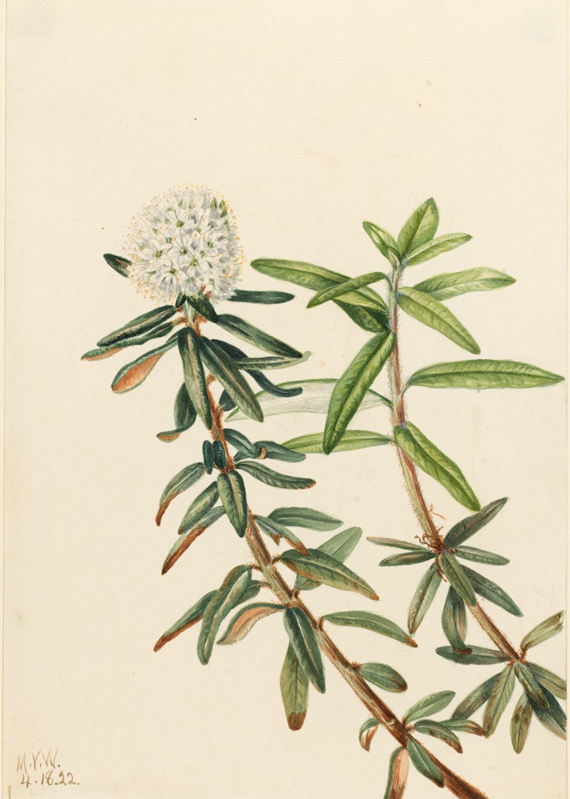 Mary Vaux Walcott - Labrador Tea (Ledum groenlandicum)