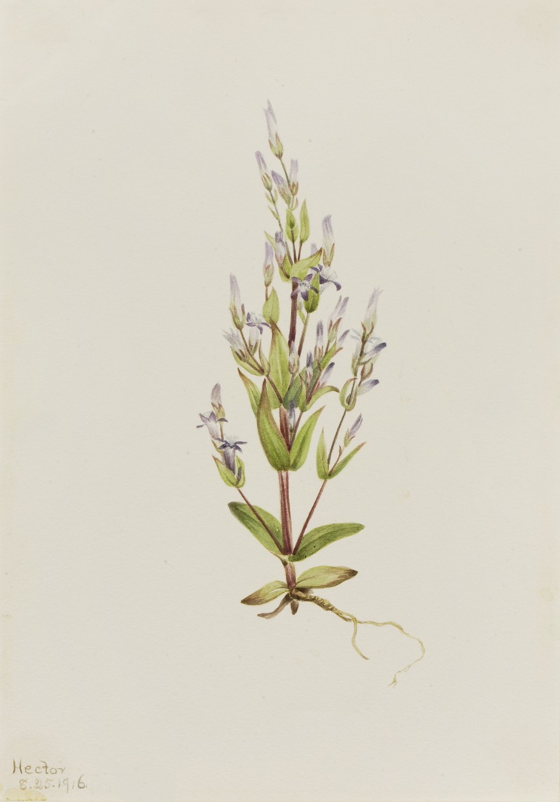 Mary Vaux Walcott - Ladder Gentian (Gentiana acuta)