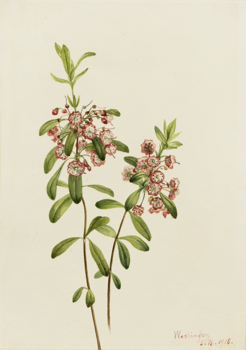 Mary Vaux Walcott - Lambkill (Kalmia angustifolia)