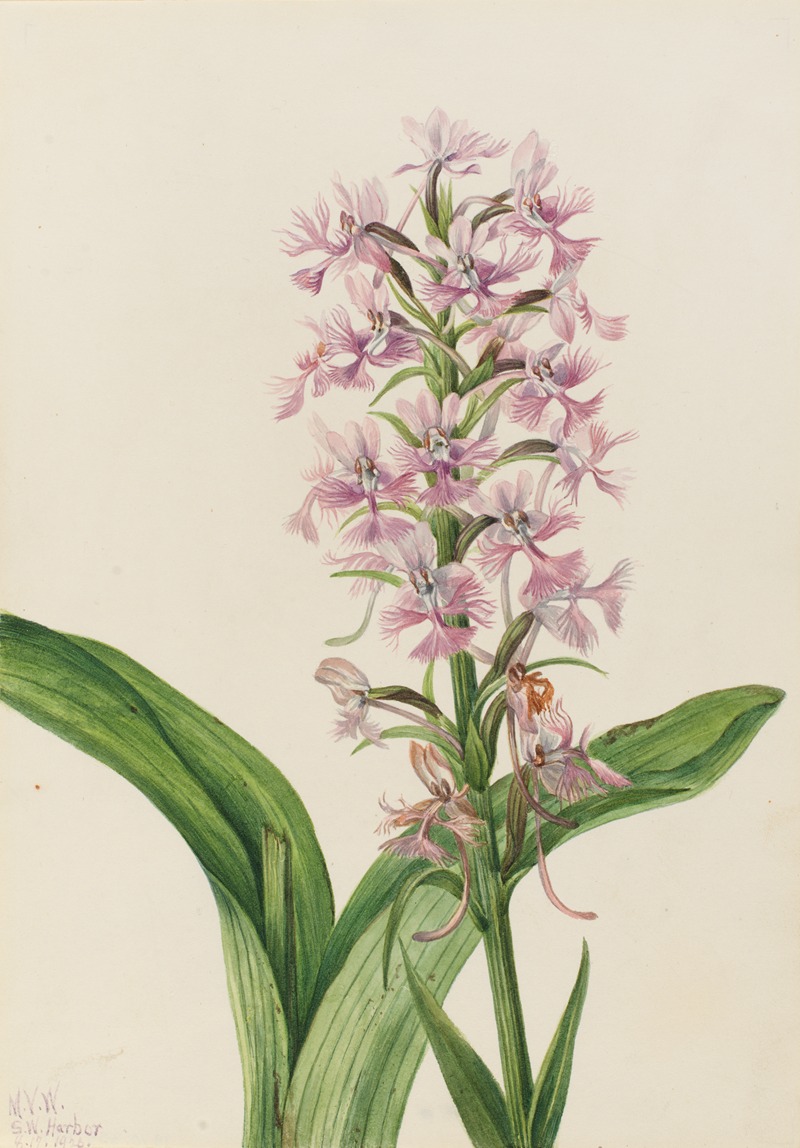 Mary Vaux Walcott - Large Purple Fringe-Orchid (Habenaria grandiflora)