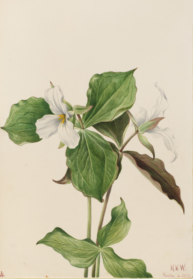 Mary Vaux Walcott - Large White Trillium (Trillium grandiflorum)