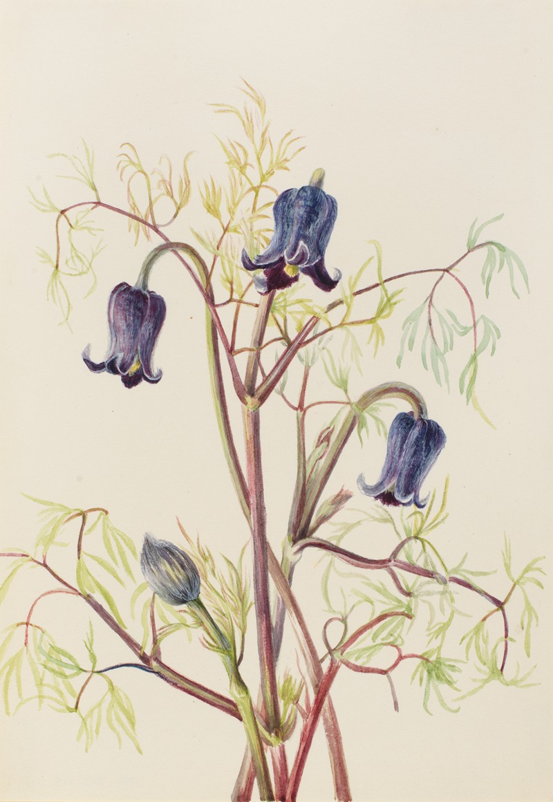 Mary Vaux Walcott - Leather Flower (Clematis hirsutissima)