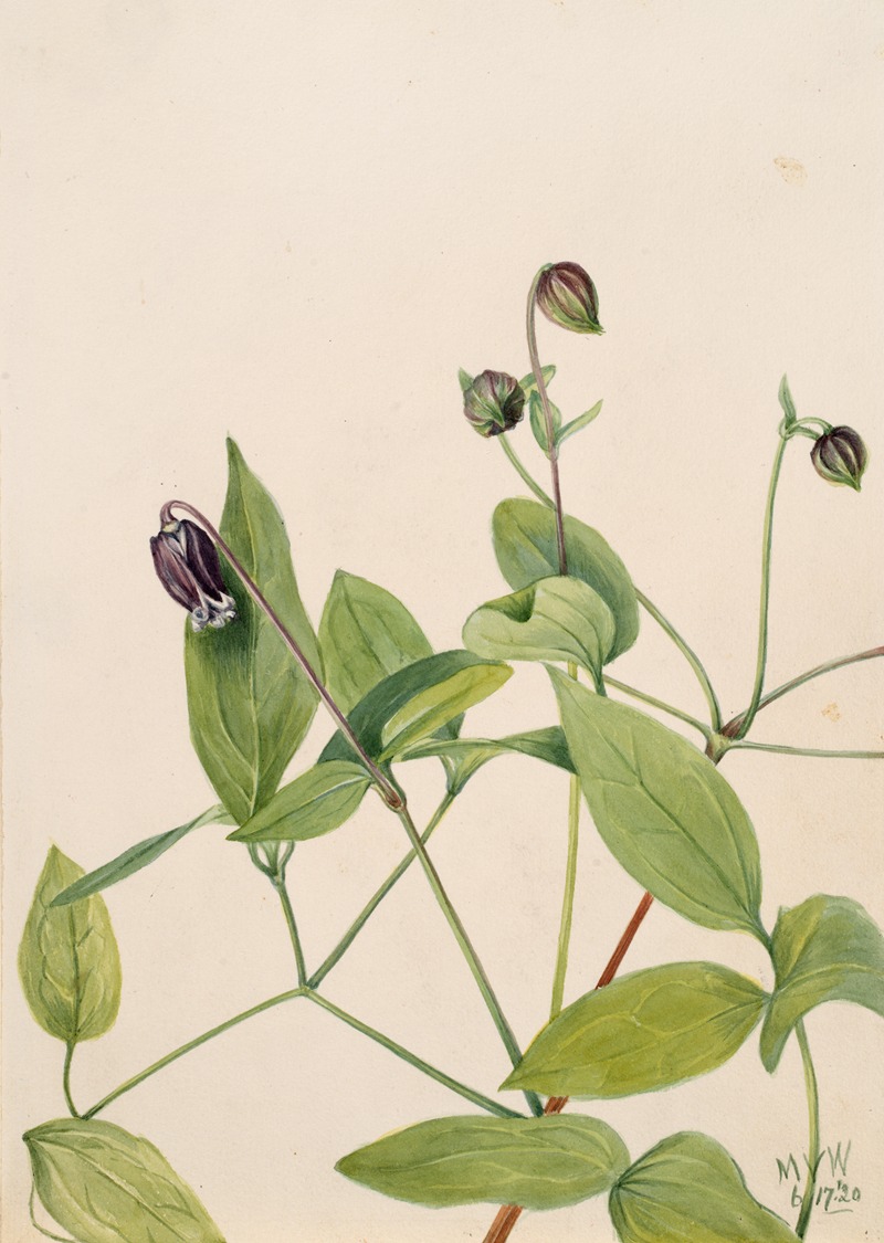 Mary Vaux Walcott - Leather Flower (Clematis viorna)