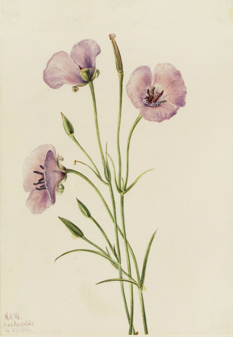 Mary Vaux Walcott - Lilac Mariposa (Calochortus splendens)