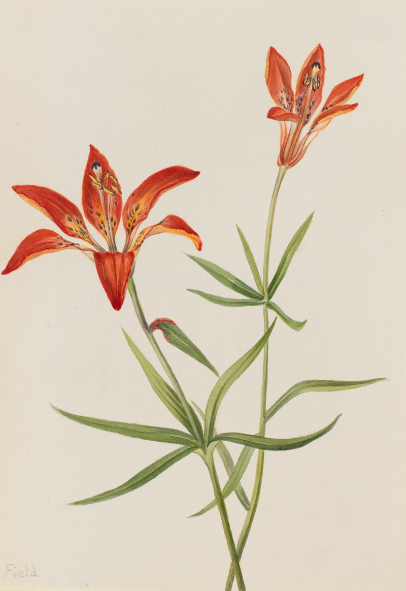 Mary Vaux Walcott - Lily (Lilium montanum)