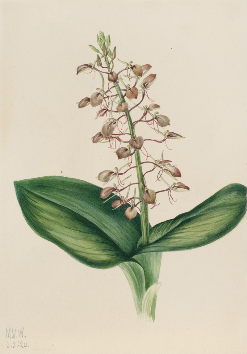 Mary Vaux Walcott - Lily Twayblade (Liparis liliifolia)