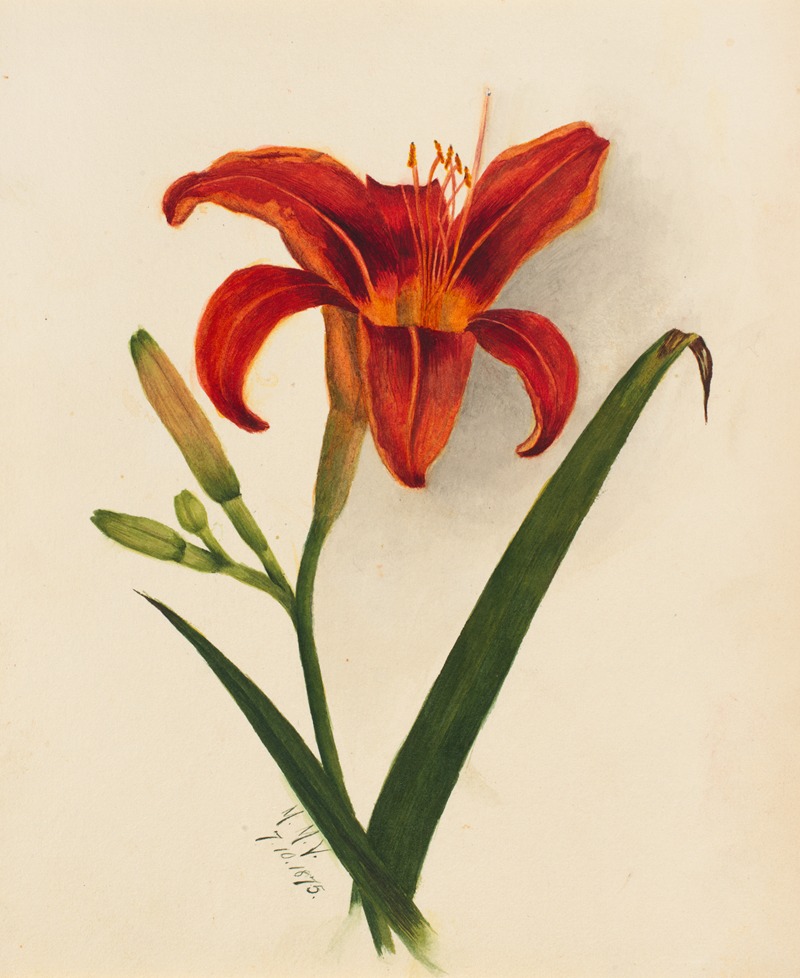 Mary Vaux Walcott - Lily