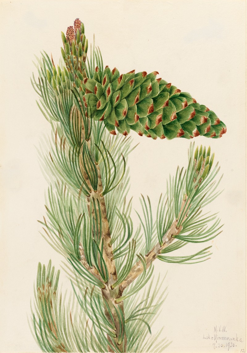 Mary Vaux Walcott - Limber Pine (Pinus flexilis)