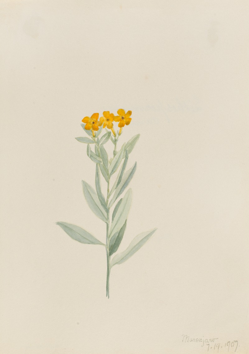 Mary Vaux Walcott - Lithospermum canescens