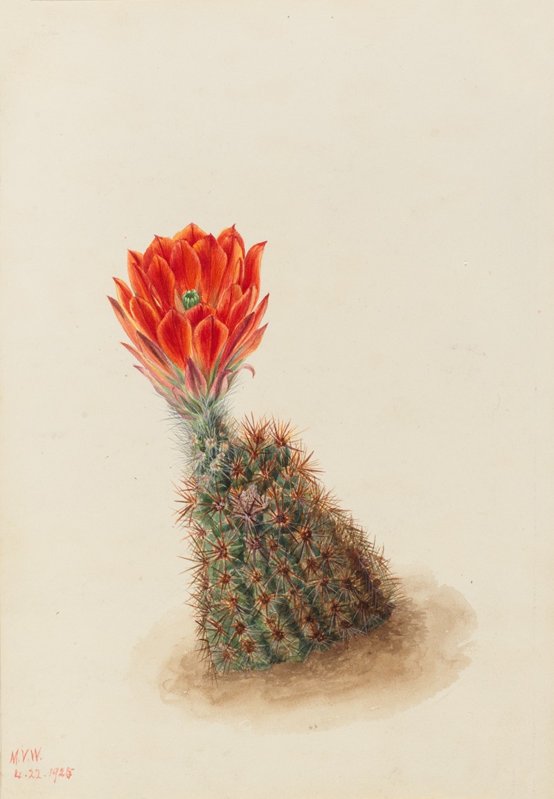 Mary Vaux Walcott - Lloyd’s Strawberry Cactus (Echinocereus lloydii)