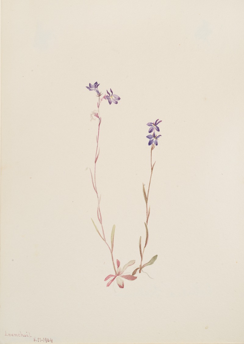 Mary Vaux Walcott - Lobelia Kalmii