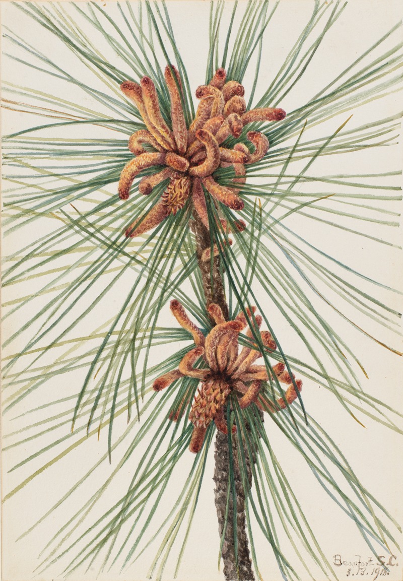 Mary Vaux Walcott - Loblolly Pine (Pinus taeda)