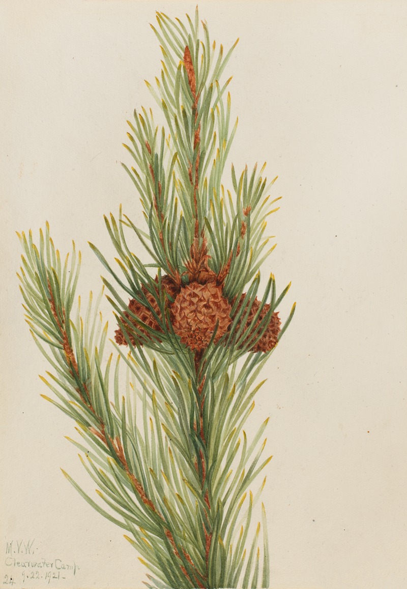 Mary Vaux Walcott - Lodgepole Pine (Pinus Contorta murrayana)