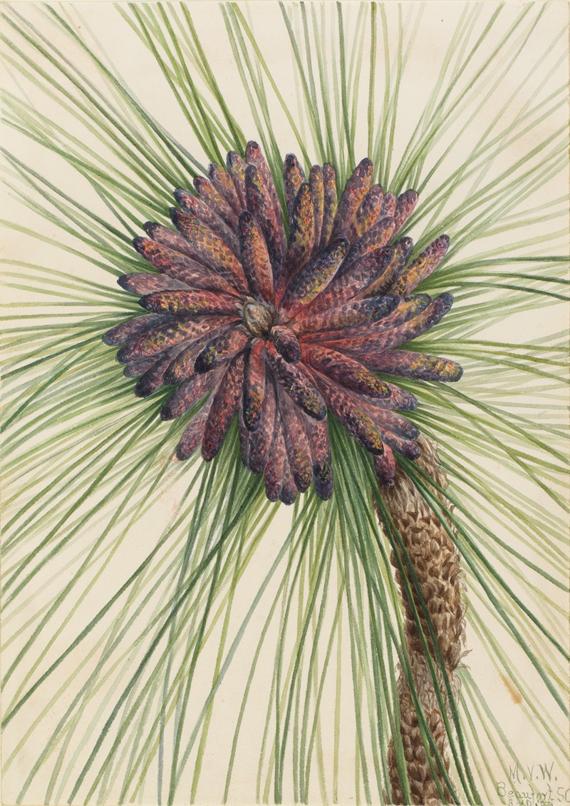 Mary Vaux Walcott - Longleaf Pine (Pinus palustris)