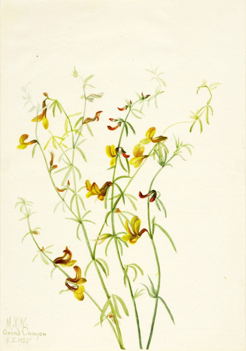 Mary Vaux Walcott - Lotus puberulus