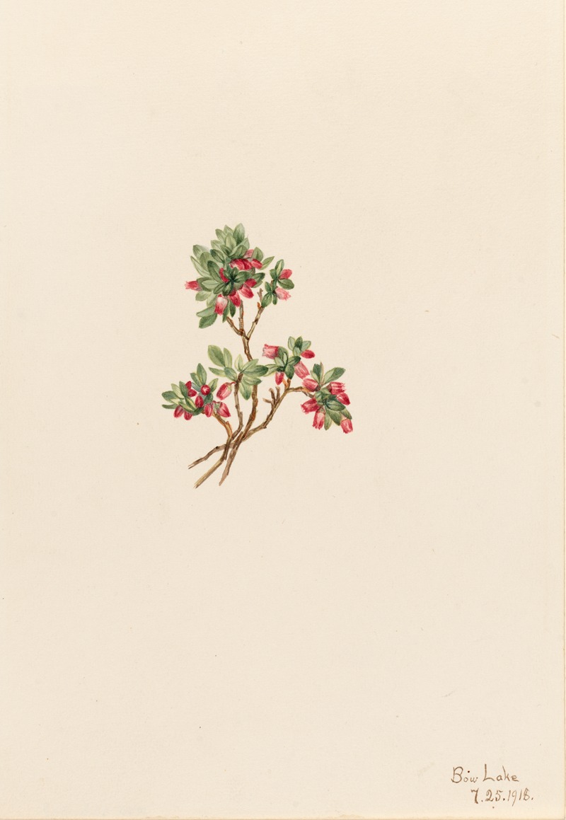 Mary Vaux Walcott - Low Whortleberry (Vaccinium caespitosum)