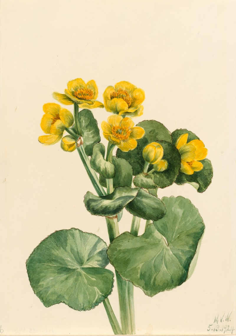 Mary Vaux Walcott - Marsh Marigold (Caltha palustris)