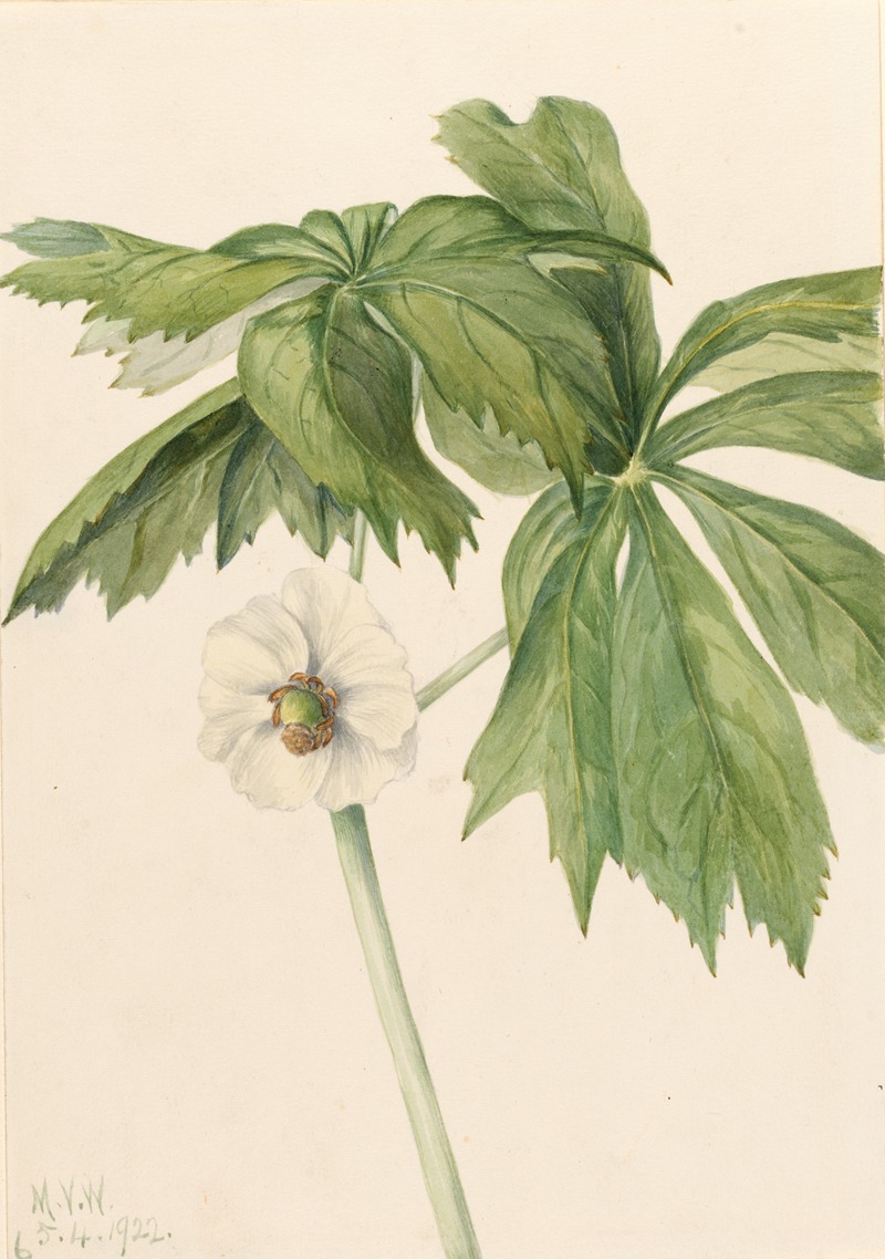 Mary Vaux Walcott - Mayapple (Podphyllum paltatum)