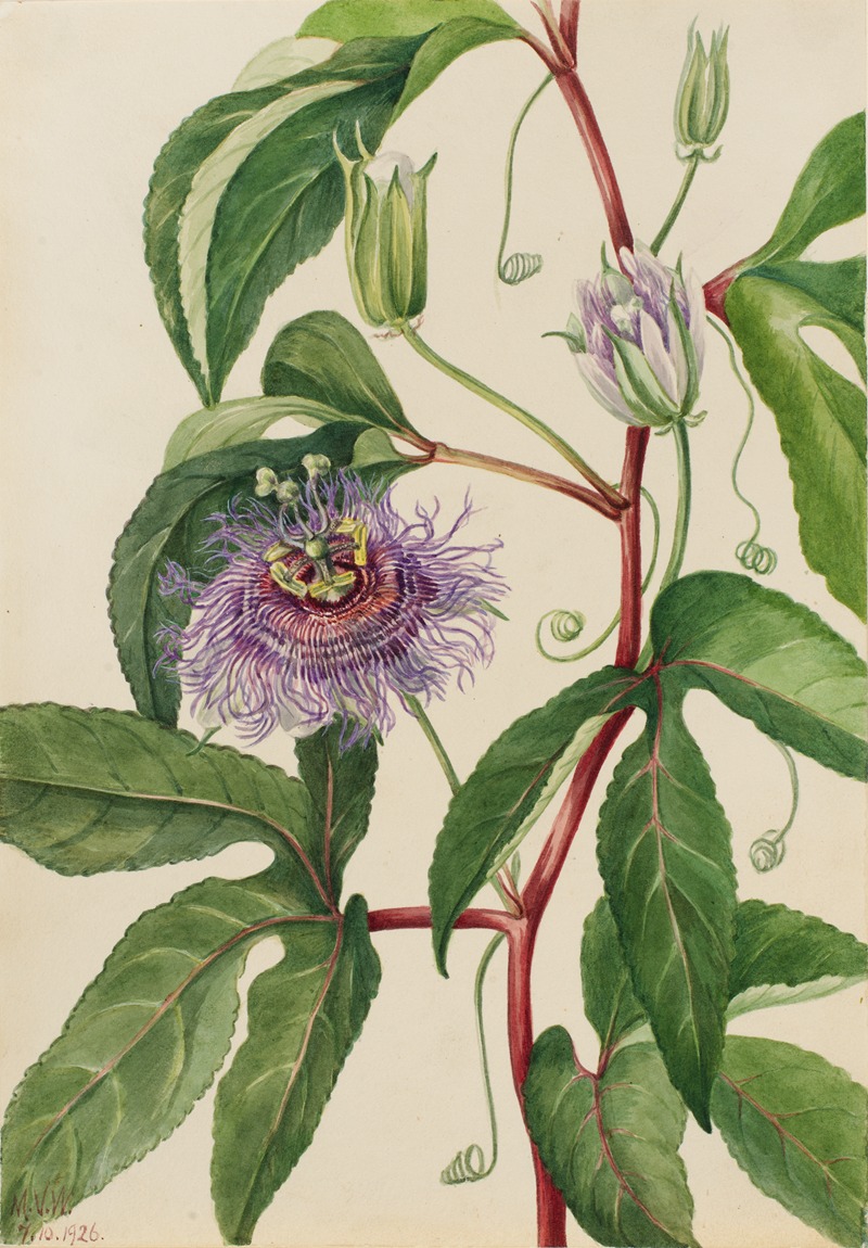 Mary Vaux Walcott - Maypop (Passiflora incarnata)