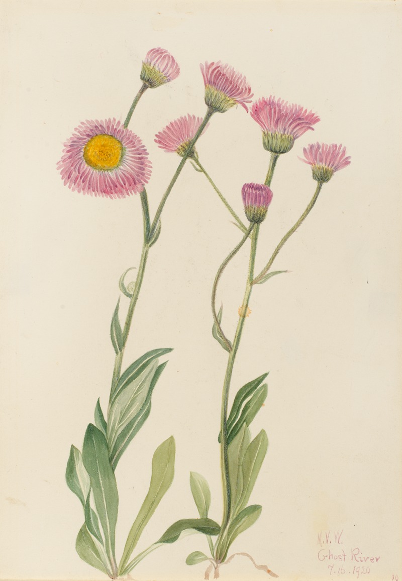 Mary Vaux Walcott - Meadow Fleabane (Erigeron speciosus)