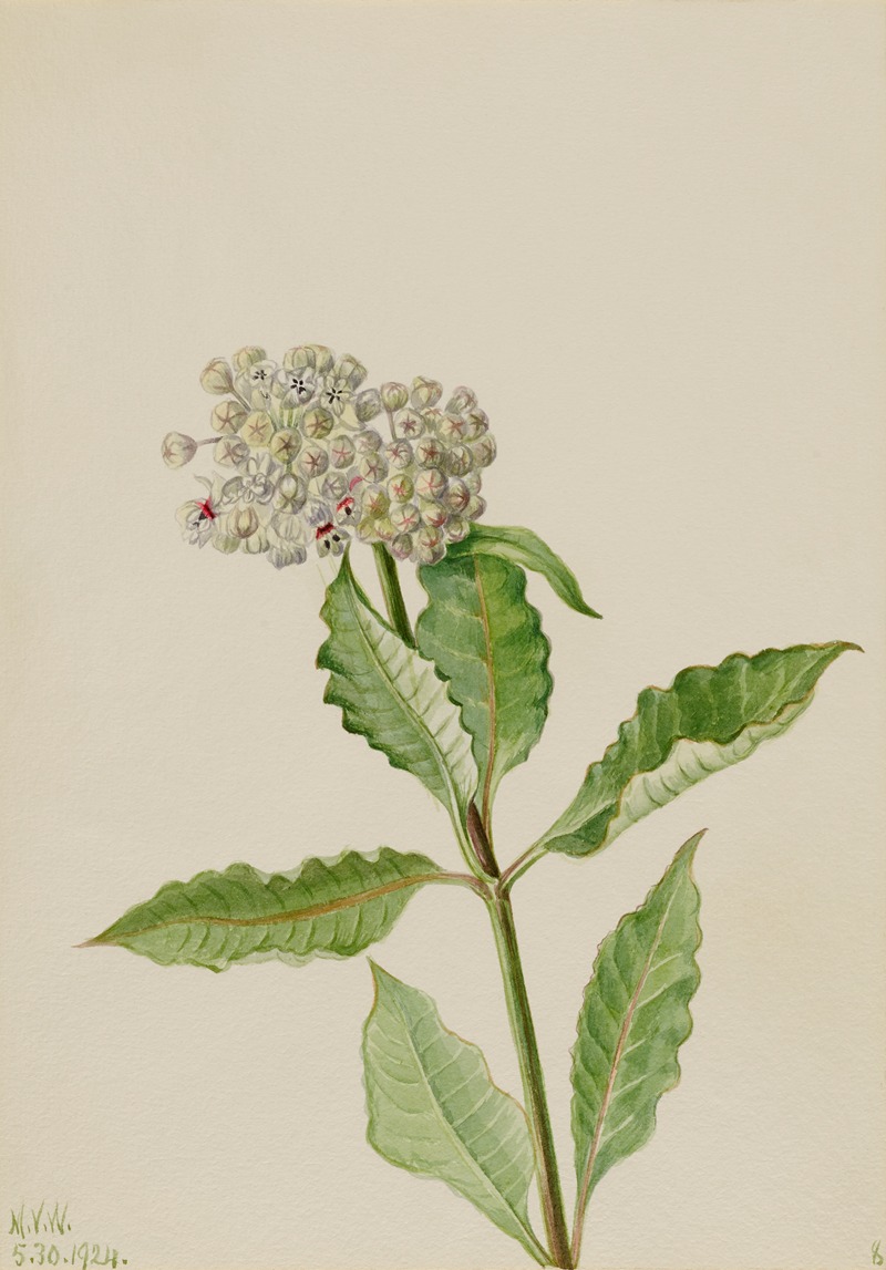 Mary Vaux Walcott - Milkweed (Ascelpias)