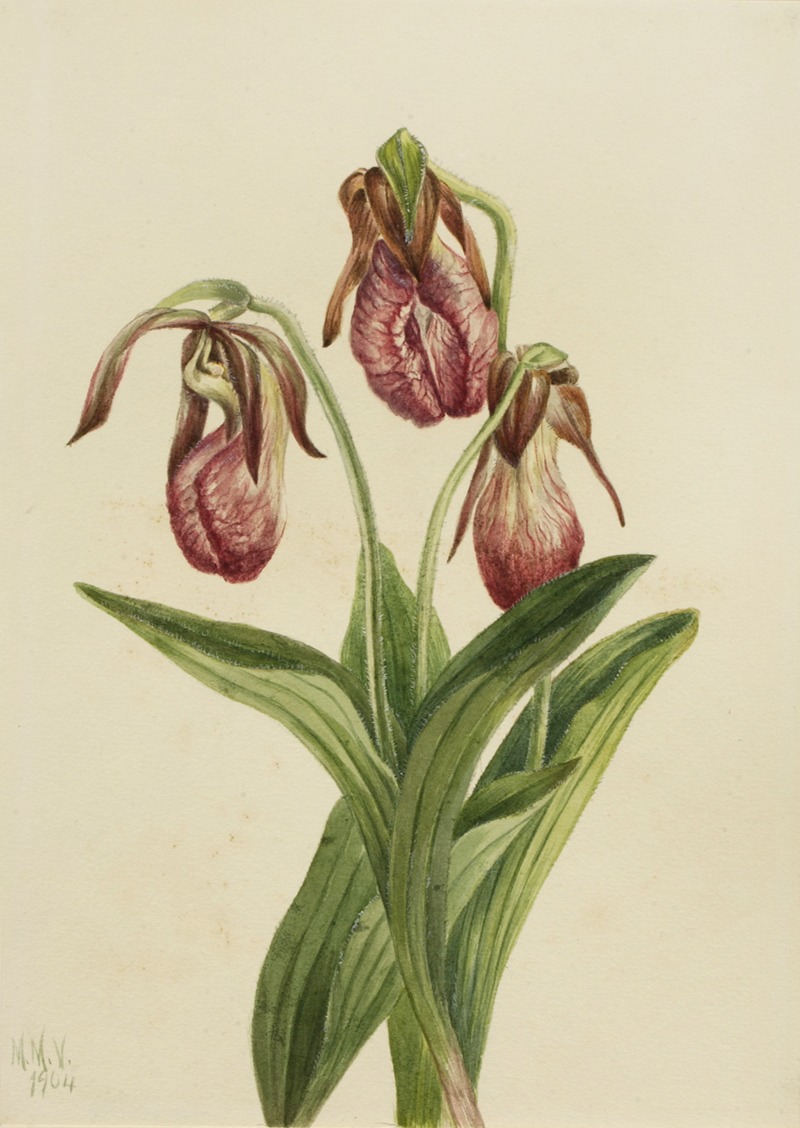 Mary Vaux Walcott - Moccasin Flower (Cypripedium acaule)