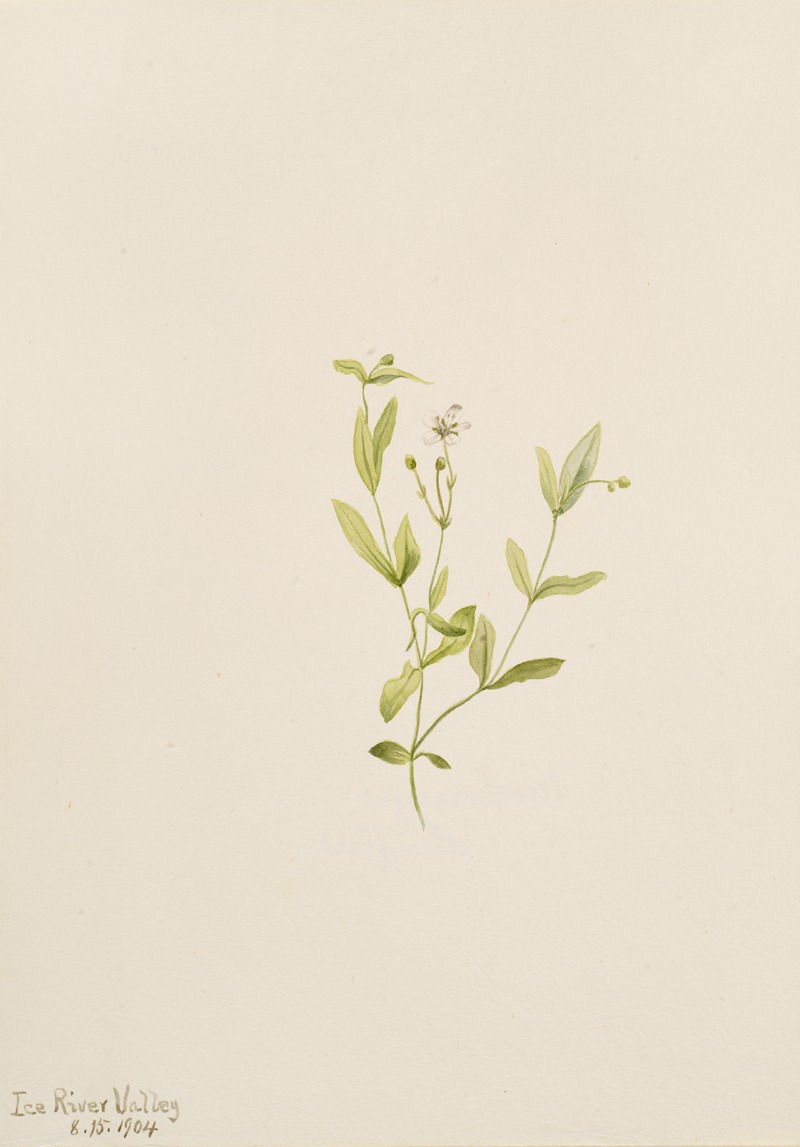 Mary Vaux Walcott - Moehringia laberiflora