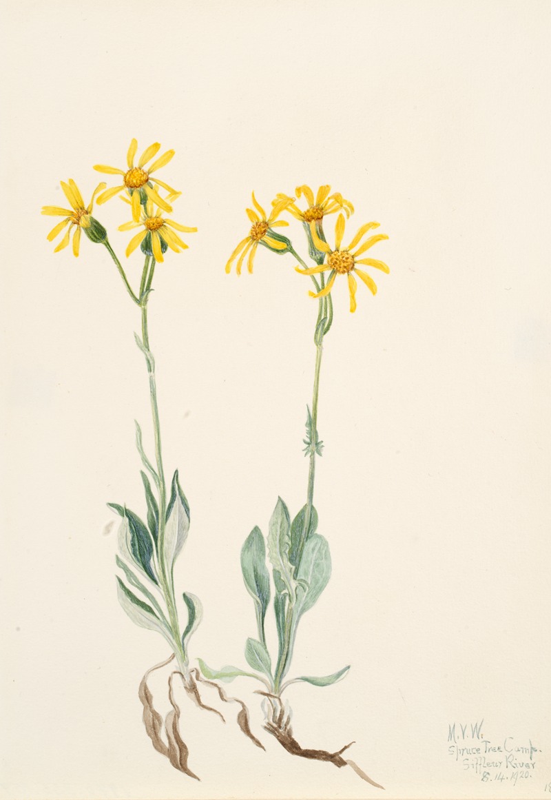 Mary Vaux Walcott - Montana Parnassia (Parnassia montanesis)