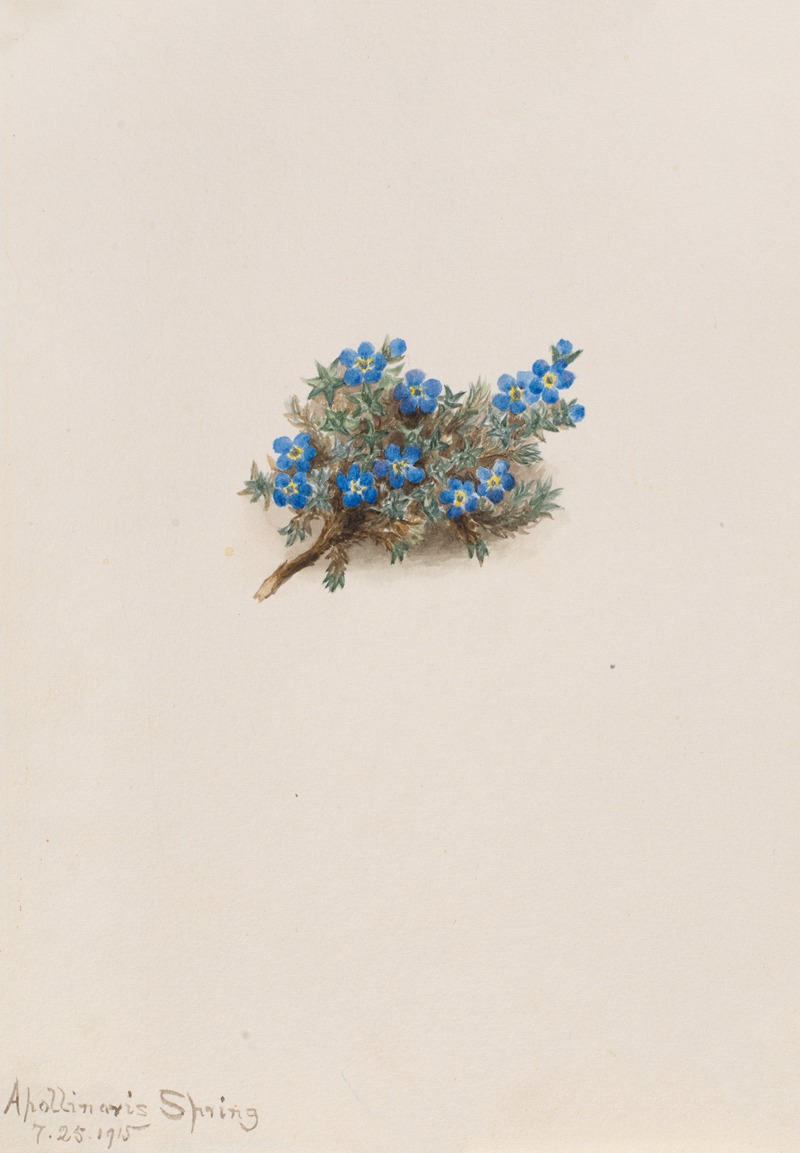 Mary Vaux Walcott - Moss Forget-me-not (Eritichum elongatum)