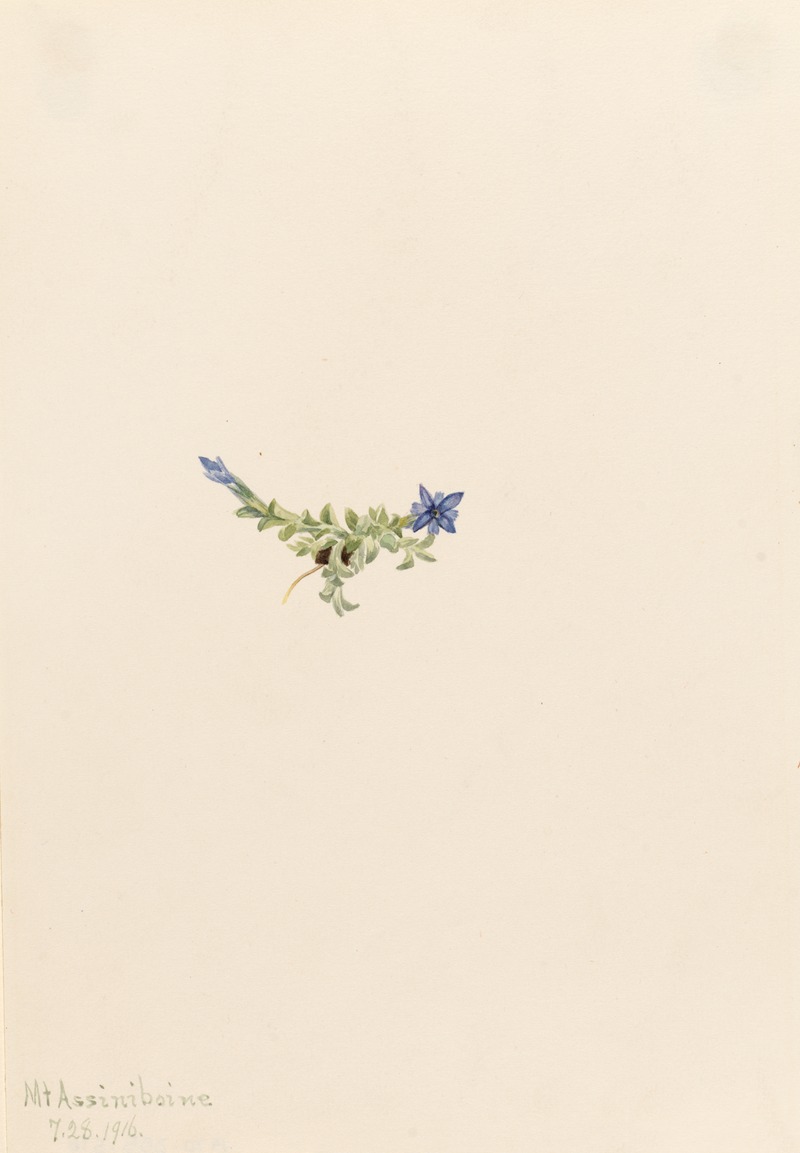 Mary Vaux Walcott - Moss Gentian (Gentiana prostrata)