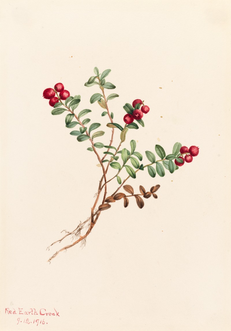 Mary Vaux Walcott - Mountain Cranberry (Vaccinium vitisdaea minus)