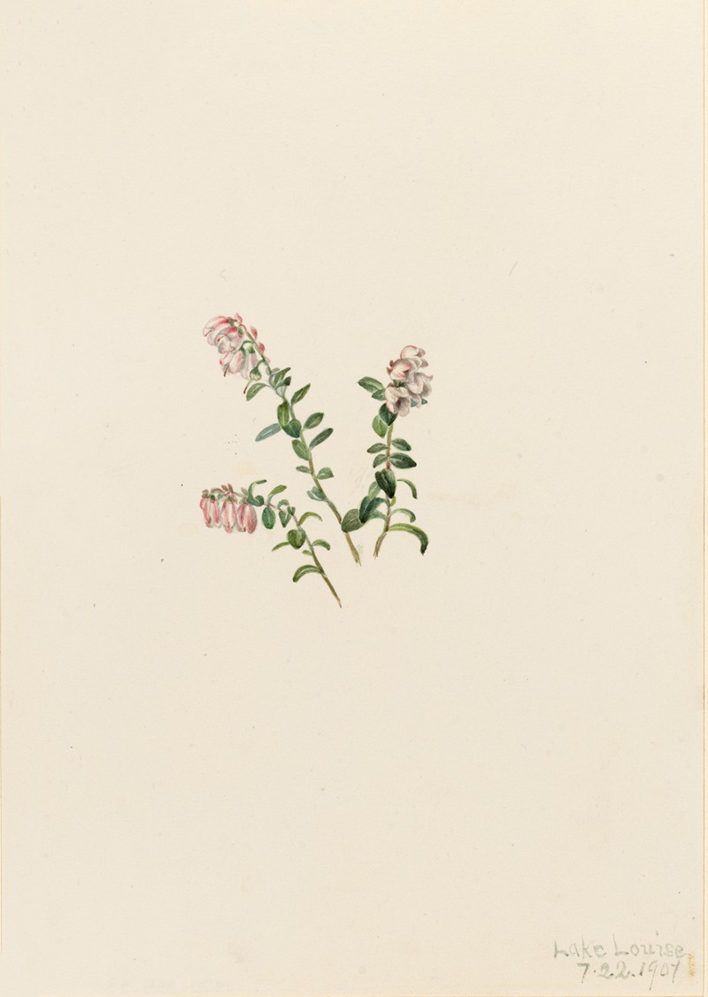 Mary Vaux Walcott - Mountain Cranberry (Vaccinium vitisidaea minus)