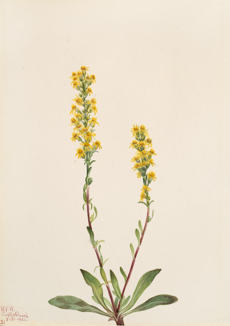 Mary Vaux Walcott - Mountain Goldenrod (Solidago oreophila)