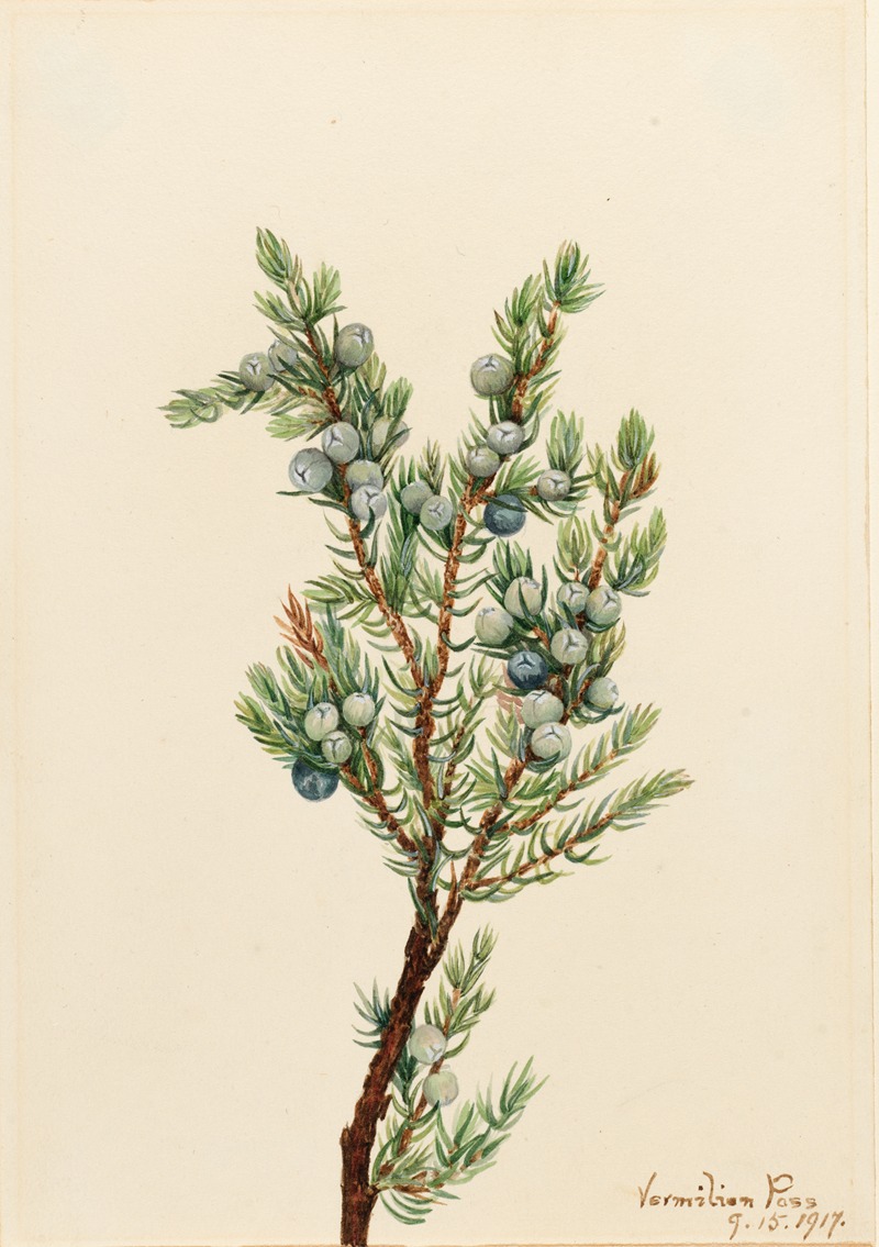 Mary Vaux Walcott - Mountain Juniper (Juniperus sibirica)