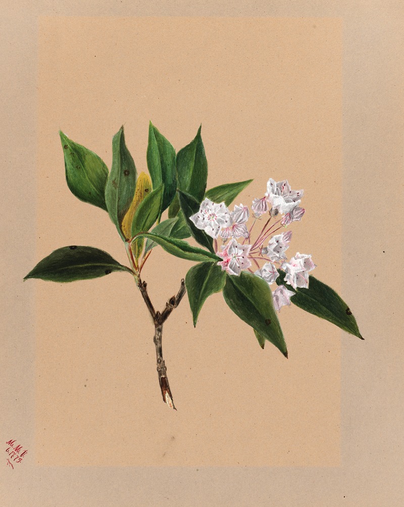 Mary Vaux Walcott - Mountain Laurel (Kalmia latifolia)