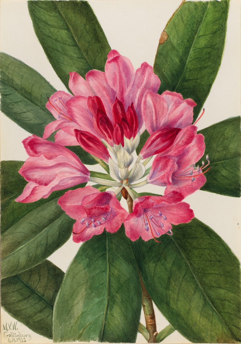 Mary Vaux Walcott - Mountain Rose-Bay (Rhododendron catawbiense)