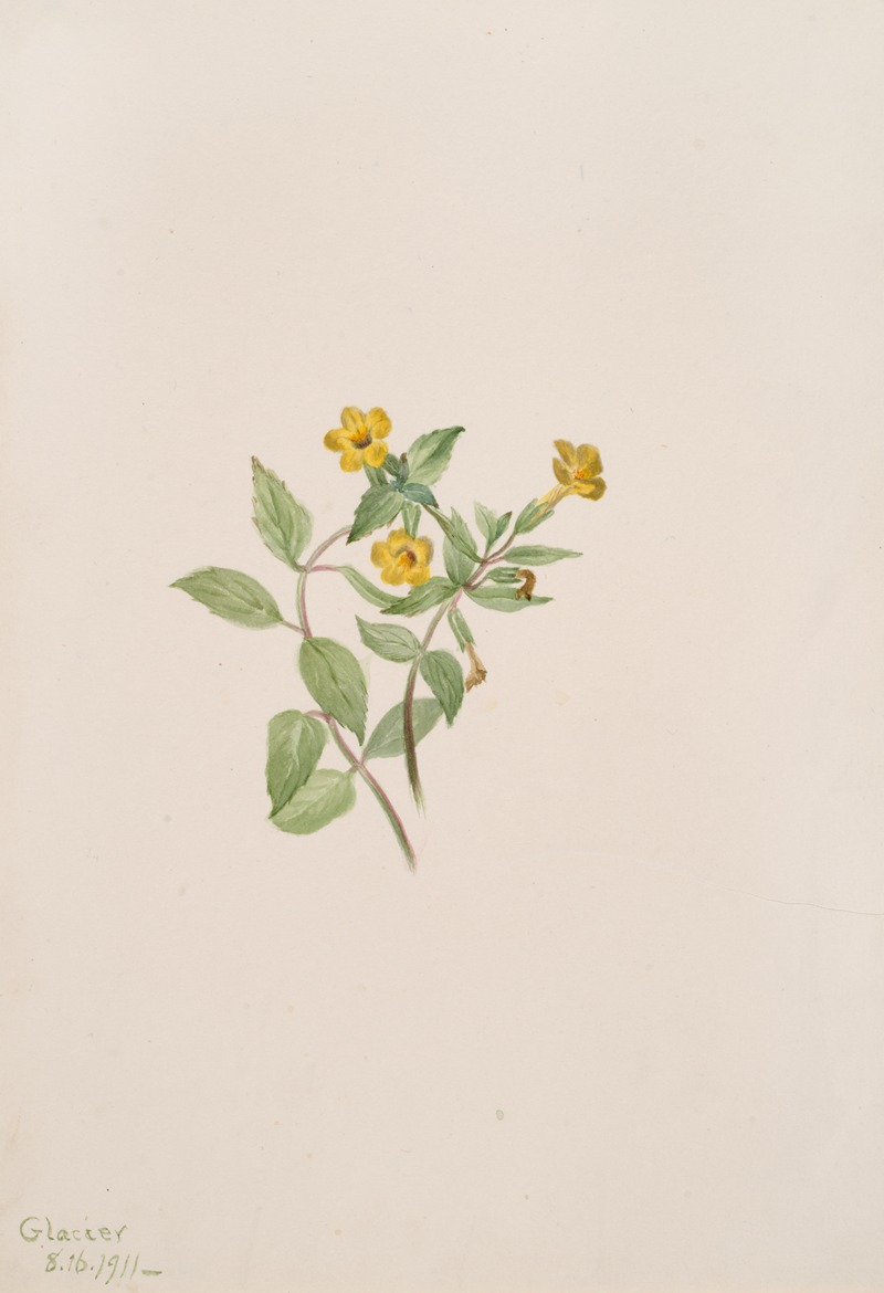 Mary Vaux Walcott - Musk-Flower (Mimulus moschatus)