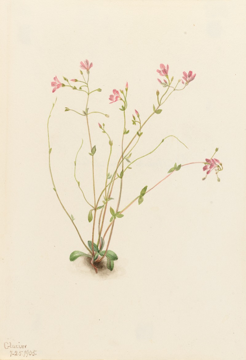 Mary Vaux Walcott - Naiad Spring Beauty (Claytonia parvifolia)