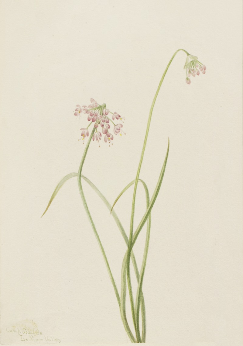 Mary Vaux Walcott - Nodding Onion (Allium cernuum)