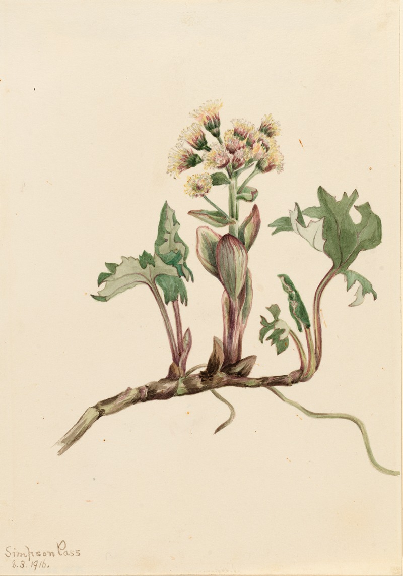 Mary Vaux Walcott - Northern Butterbur (Petasites hyperboreus)