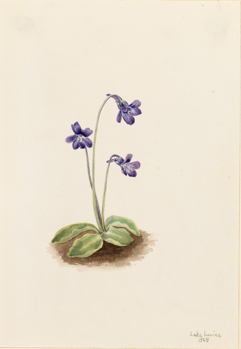 Mary Vaux Walcott - Northern Butterwort (Pinguicula vulgaris)