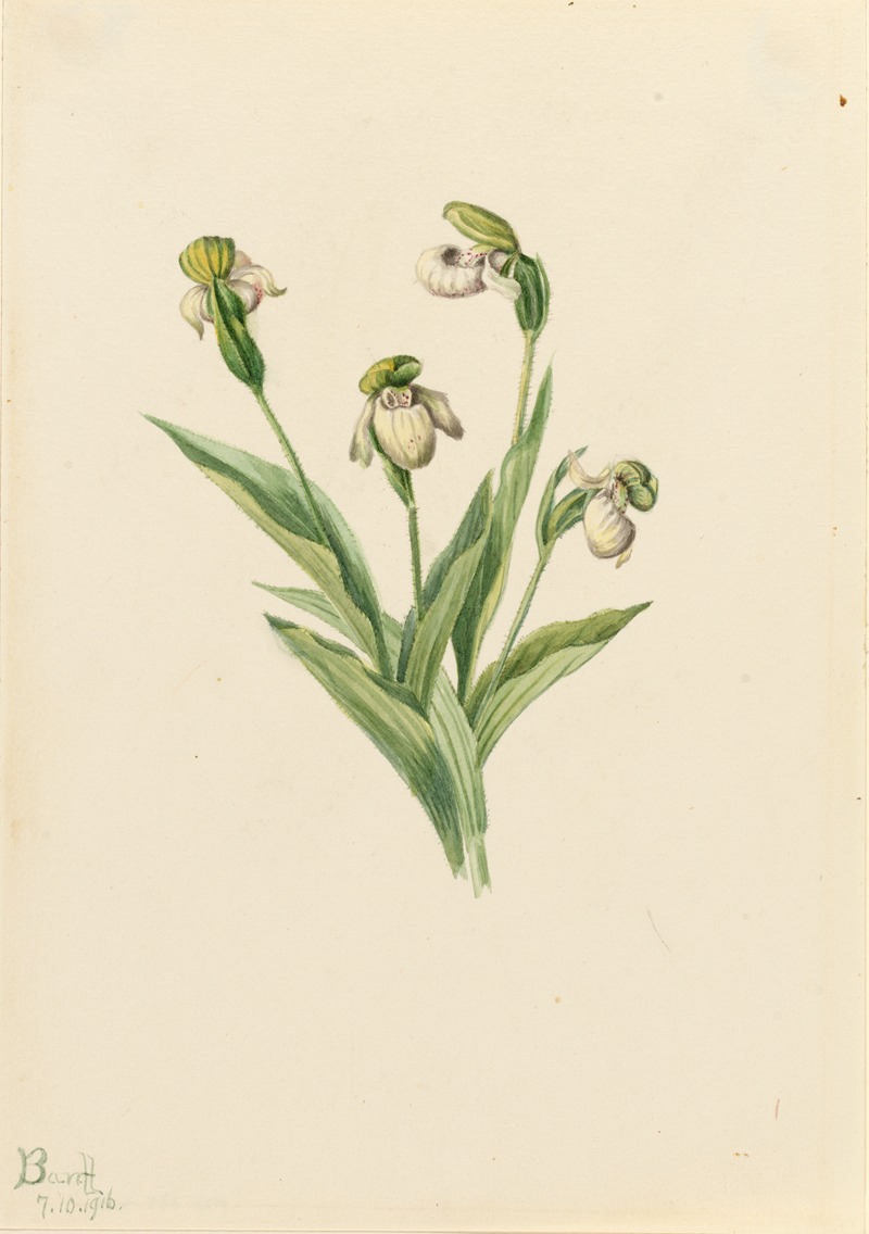 Mary Vaux Walcott - Northern Lady’s Slipper (Cypripedium passerinum)