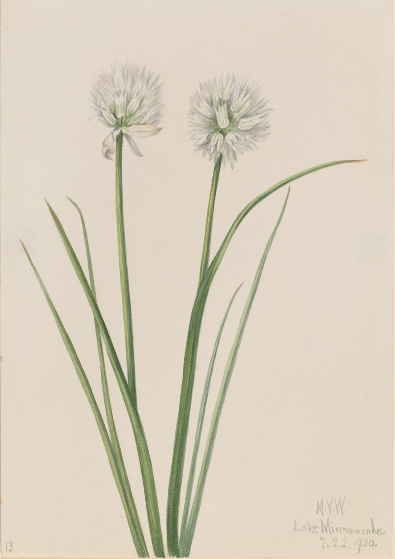 Mary Vaux Walcott - Northern Onion (Allium sibiricum)